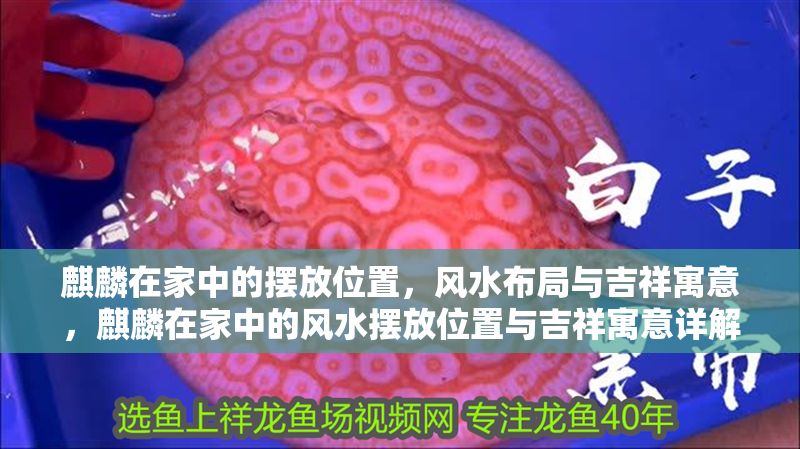 麒麟在家中的擺放位置，風水布局與吉祥寓意，麒麟在家中的風水擺放位置與吉祥寓意詳解