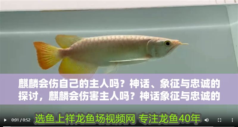 麒麟會傷自己的主人嗎？神話、象征與忠誠的探討，麒麟會傷害主人嗎？神話象征與忠誠的深度解析