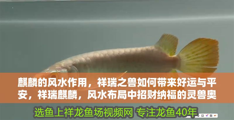 麒麟的風(fēng)水作用，祥瑞之獸如何帶來好運(yùn)與平安，祥瑞麒麟，風(fēng)水布局中招財納福的靈獸奧秘