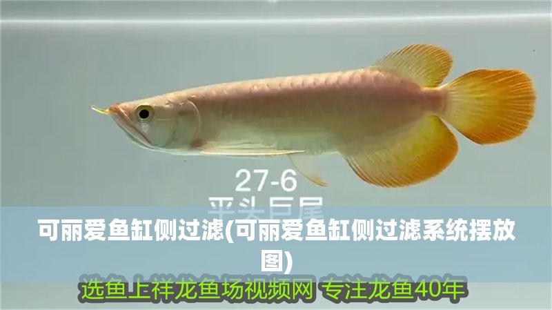 可麗愛(ài)魚(yú)缸側(cè)過(guò)濾(可麗愛(ài)魚(yú)缸側(cè)過(guò)濾系統(tǒng)擺放圖)
