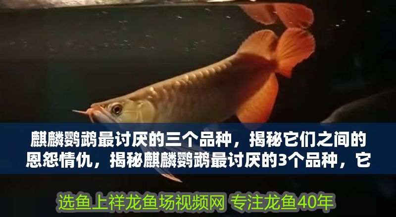 麒麟鸚鵡最討厭的三個品種，揭秘它們之間的恩怨情仇，揭秘麒麟鸚鵡最討厭的3個品種，它們之間的恩怨情仇大公開