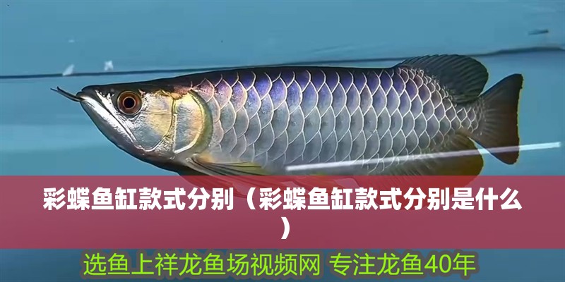 彩蝶魚缸款式分別（彩蝶魚缸款式分別是什么）