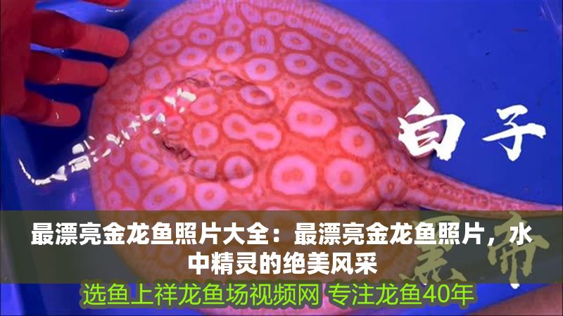 最漂亮金龍魚照片大全：最漂亮金龍魚照片，水中精靈的絕美風采