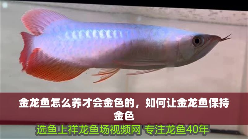金龍魚怎么養才會金色的，如何讓金龍魚保持金色