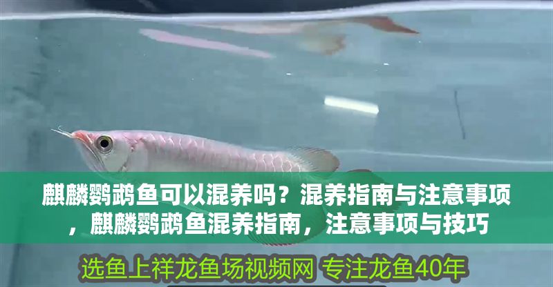 麒麟鸚鵡魚可以混養(yǎng)嗎？混養(yǎng)指南與注意事項，麒麟鸚鵡魚混養(yǎng)指南，注意事項與技巧