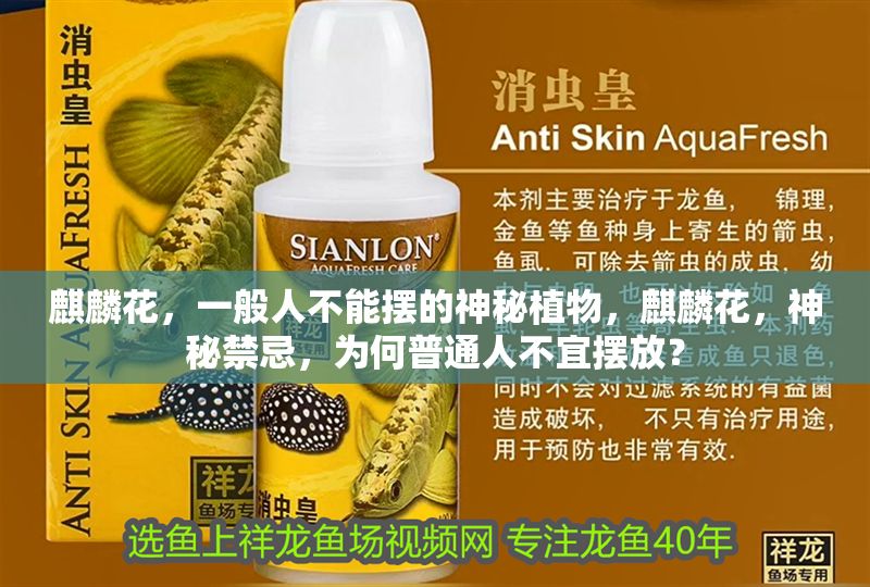 麒麟花，一般人不能擺的神秘植物，麒麟花，神秘禁忌，為何普通人不宜擺放？