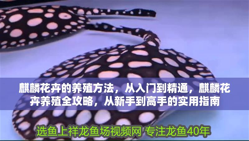 麒麟花卉的養殖方法，從入門到精通，麒麟花卉養殖全攻略，從新手到高手的實用指南