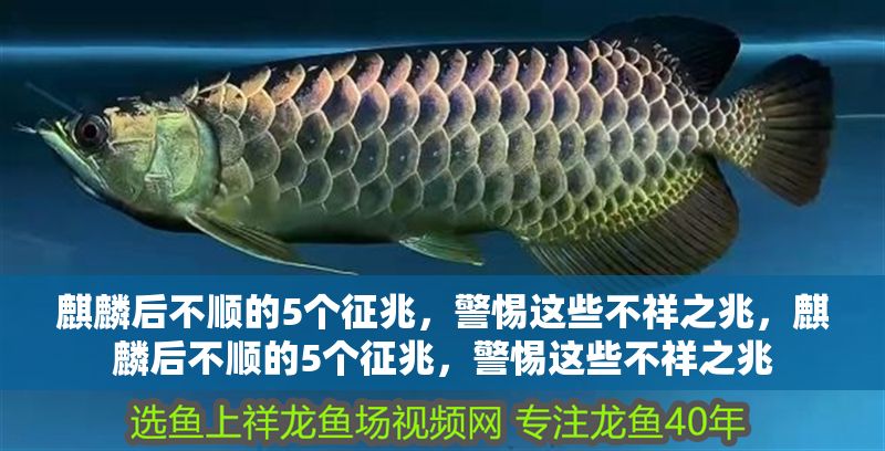 麒麟后不順的5個征兆，警惕這些不祥之兆，麒麟后不順的5個征兆，警惕這些不祥之兆
