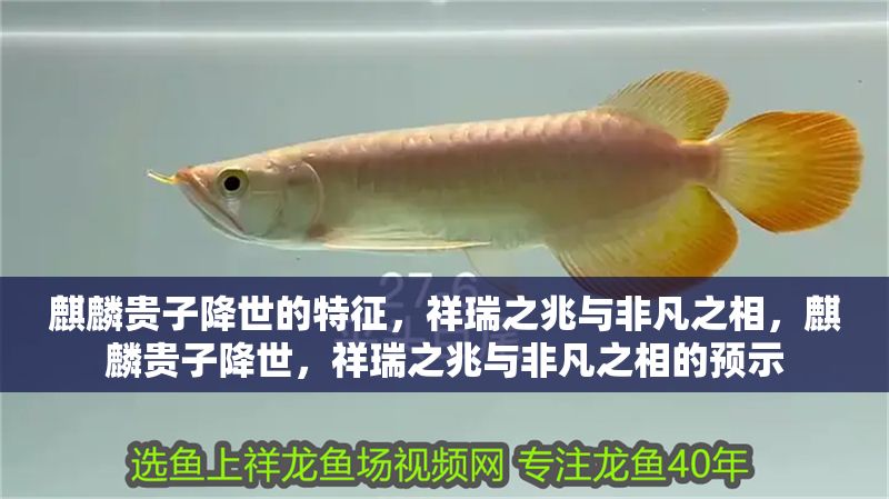 麒麟貴子降世的特征,祥瑞之兆與非凡之相,麒麟貴子降世,祥瑞之兆與非凡之相的預(yù)示 龍魚百科 第1張 麒麟貴子降世的特征,祥瑞之兆與非凡之相,麒麟貴子降世,祥瑞之兆與非凡之相的預(yù)示 麒麟貴子降世的特征,祥瑞之兆與非凡之相,麒麟貴子降世,祥瑞之兆與非凡之相的預(yù)示 龍魚百科 第1張