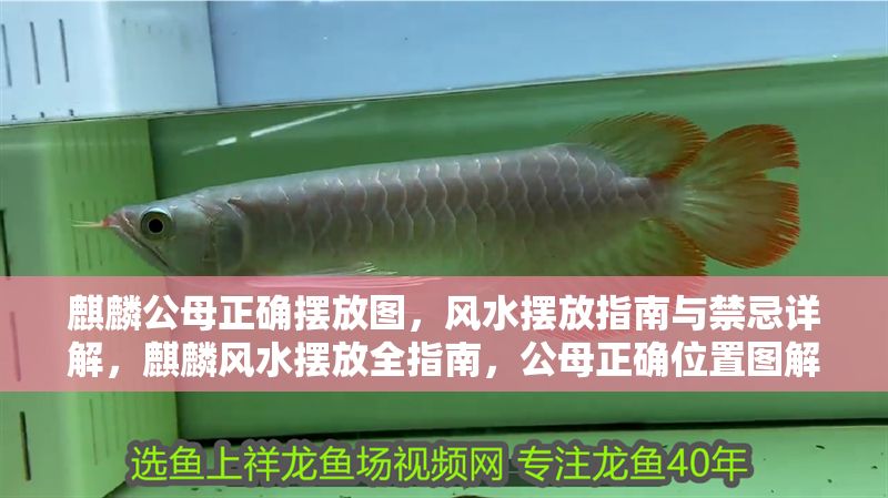 麒麟公母正確擺放圖，風(fēng)水?dāng)[放指南與禁忌詳解，麒麟風(fēng)水?dāng)[放全指南，公母正確位置圖解與禁忌詳解