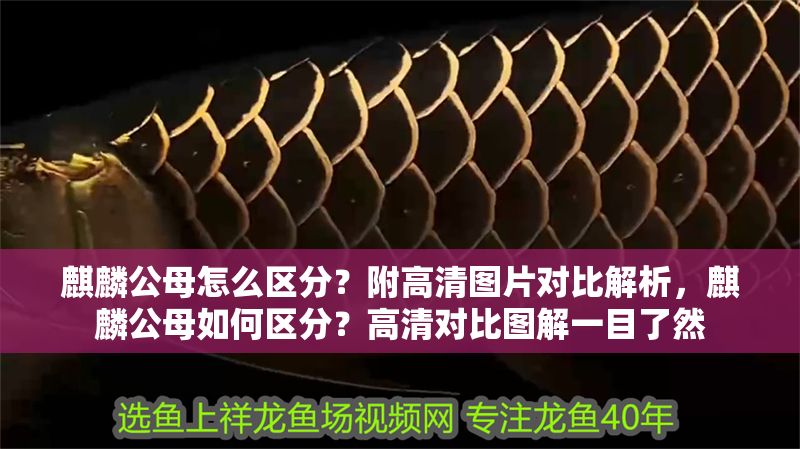 麒麟公母怎么區分？附高清圖片對比解析，麒麟公母如何區分？高清對比圖解一目了然 麒麟公母怎么區分？附高清圖片對比解析，麒麟公母如何區分？高清對比圖解一目了然 龍魚百科 第1張