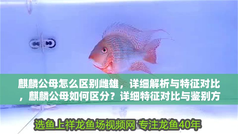 麒麟公母怎么區(qū)別雌雄，詳細解析與特征對比，麒麟公母如何區(qū)分？詳細特征對比與鑒別方法