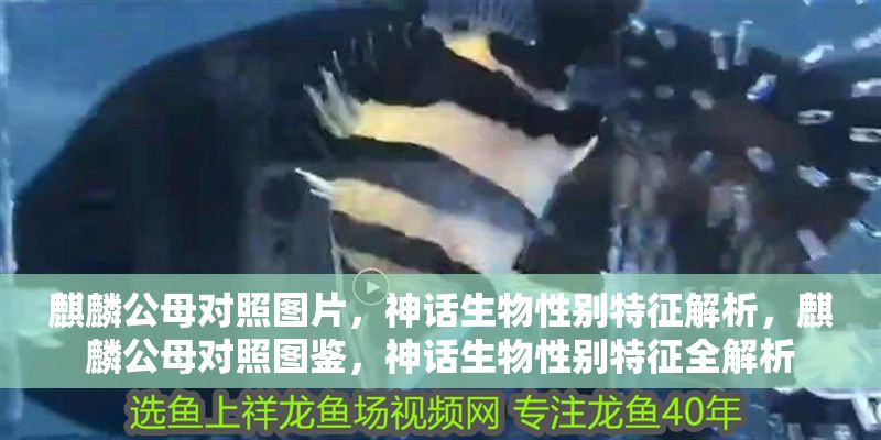 麒麟公母對照圖片，神話生物性別特征解析，麒麟公母對照圖鑒，神話生物性別特征全解析