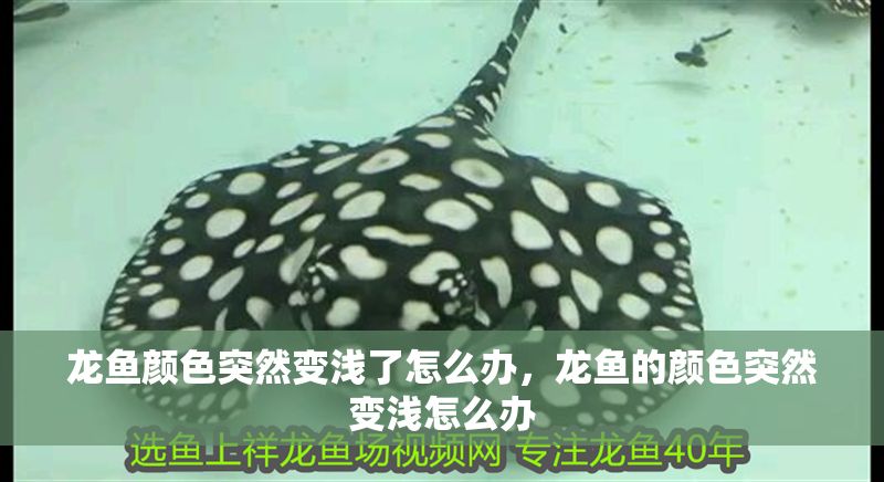 龍魚顏色突然變淺了怎么辦，龍魚的顏色突然變淺怎么辦