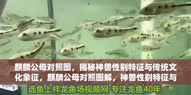 麒麟公母對照圖，揭秘神獸性別特征與傳統文化象征，麒麟公母對照圖解，神獸性別特征與傳統文化象征揭秘