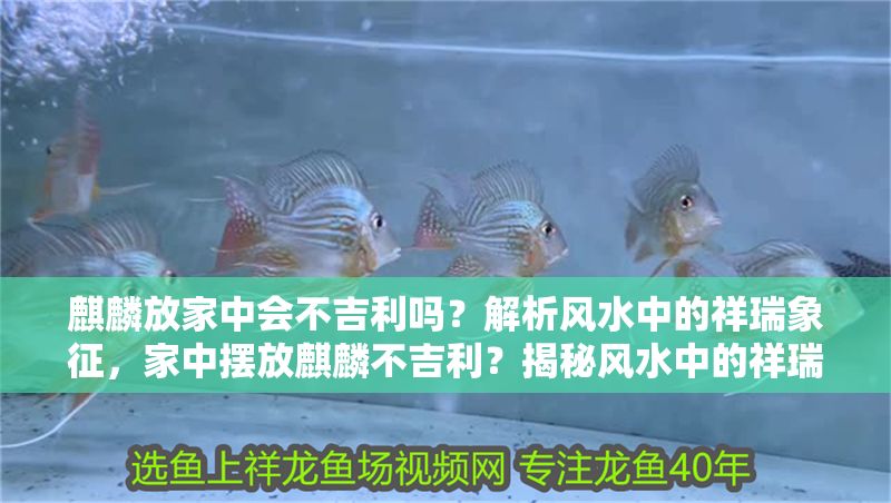 麒麟放家中會不吉利嗎？解析風(fēng)水中的祥瑞象征，家中擺放麒麟不吉利？揭秘風(fēng)水中的祥瑞寓意與擺放禁忌