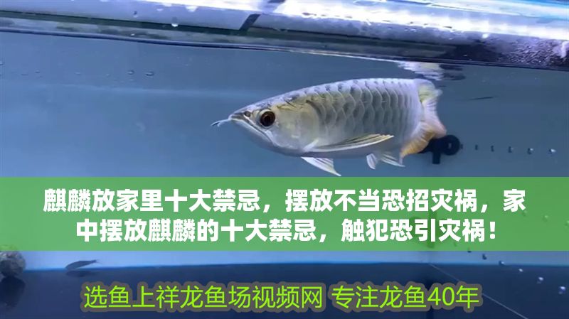 麒麟放家里十大禁忌，擺放不當(dāng)恐招災(zāi)禍，家中擺放麒麟的十大禁忌，觸犯恐引災(zāi)禍！