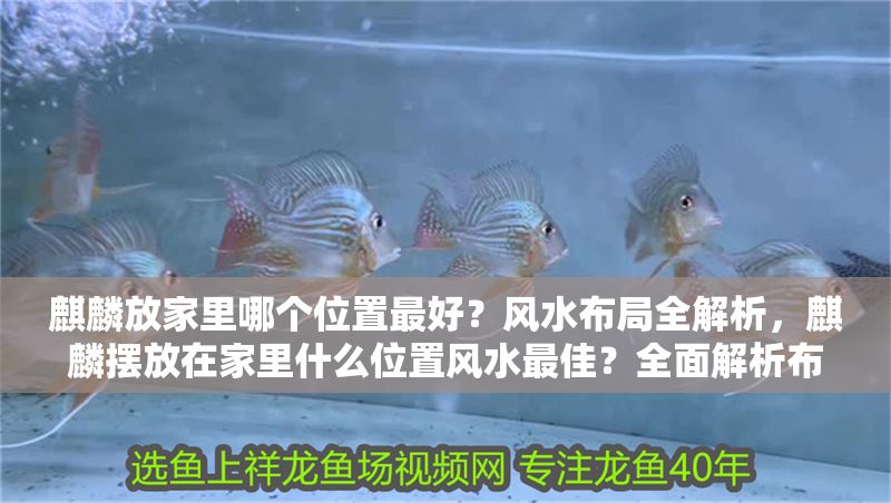麒麟放家里哪個位置最好？風水布局全解析，麒麟擺放在家里什么位置風水最佳？全面解析布局禁忌與招財位