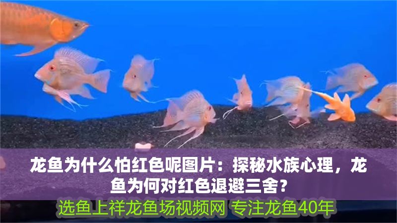 龍魚為什么怕紅色呢圖片：探秘水族心理，龍魚為何對紅色退避三舍？