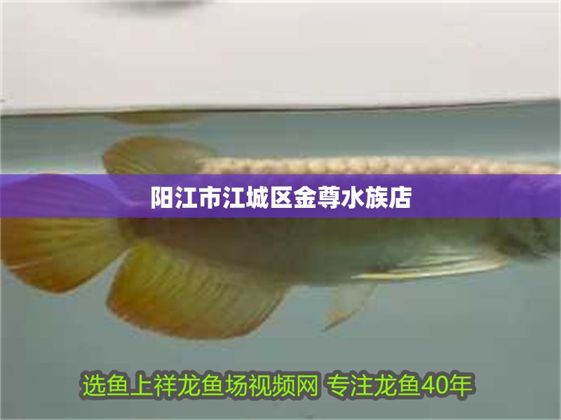 陽江市<strong><mark>江城</mark></strong>區金尊水族店