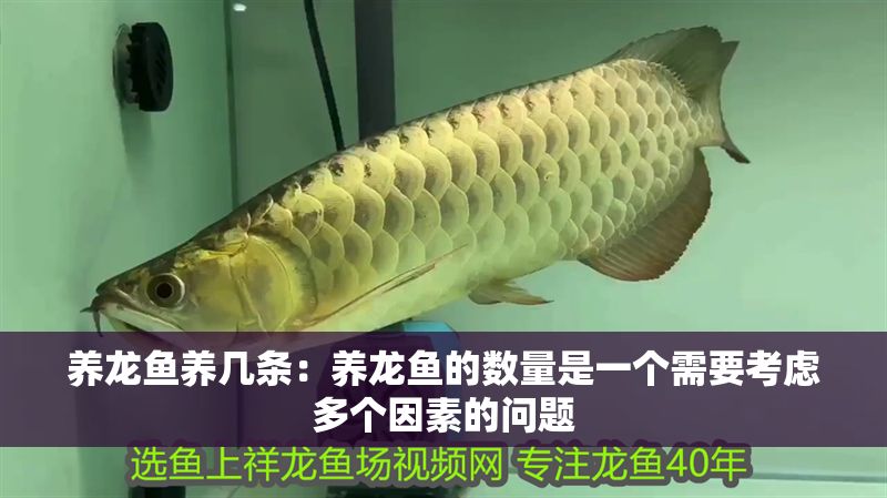 養龍魚養幾條：養龍魚的數量是一個需要考慮多個因素的問題