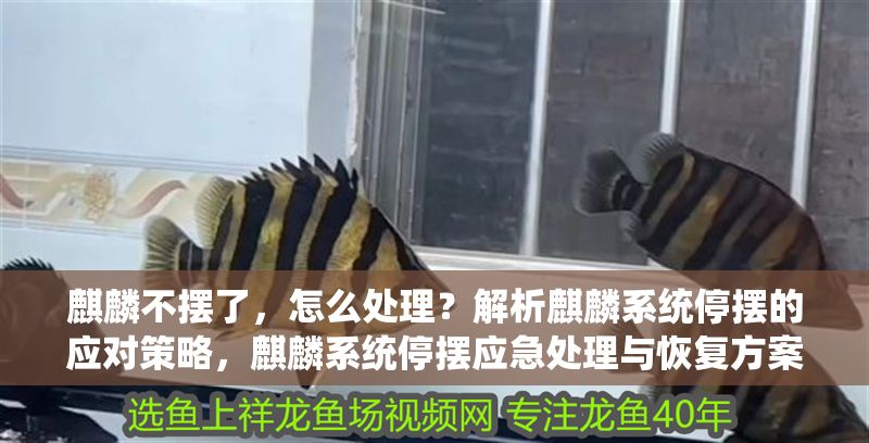 麒麟不擺了，怎么處理？解析麒麟系統停擺的應對策略，麒麟系統停擺應急處理與恢復方案全解析