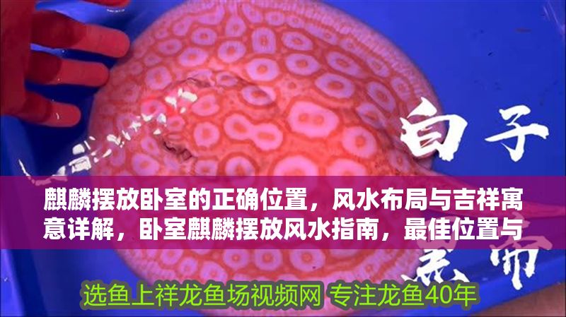 麒麟擺放臥室的正確位置，風水布局與吉祥寓意詳解，臥室麒麟擺放風水指南，最佳位置與吉祥寓意解析 麒麟擺放臥室的正確位置，風水布局與吉祥寓意詳解，臥室麒麟擺放風水指南，最佳位置與吉祥寓意解析 龍魚百科 第1張