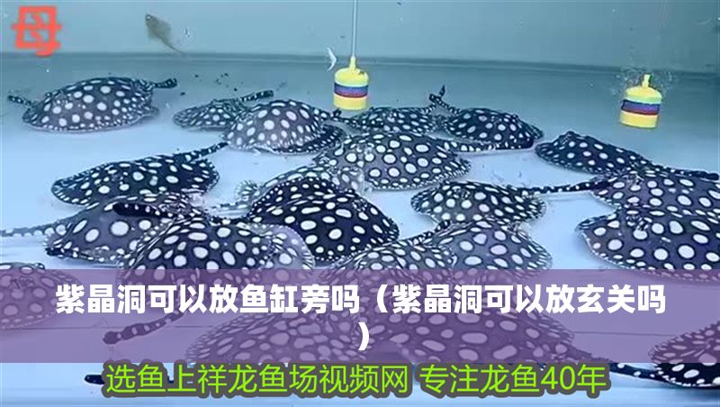 紫晶洞可以放魚缸旁嗎（紫晶洞可以放玄關嗎）