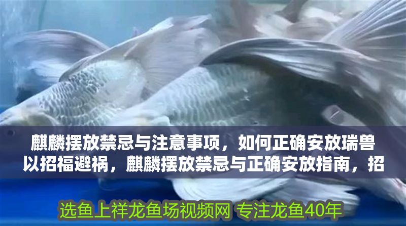 麒麟擺放禁忌與注意事項，如何正確安放瑞獸以招福避禍，麒麟擺放禁忌與正確安放指南，招福避禍的瑞獸布局要訣
