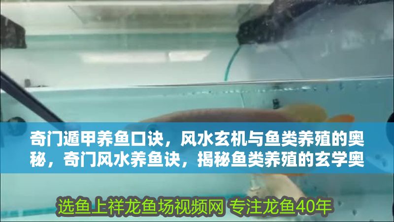 奇門遁甲養魚口訣，風水玄機與魚類養殖的奧秘，奇門風水養魚訣，揭秘魚類養殖的玄學奧秘