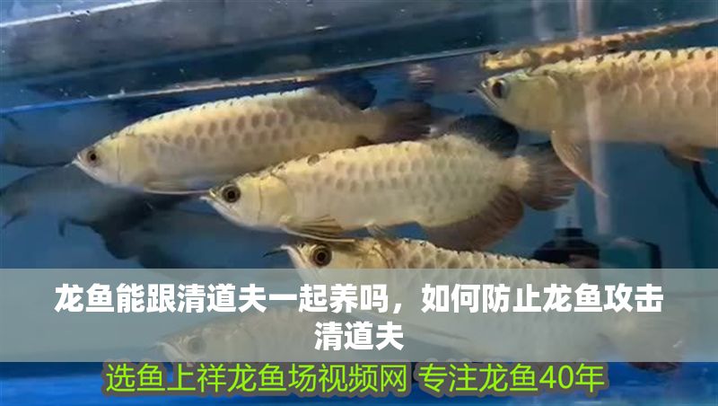 龍魚能跟清道夫一起養嗎，如何防止龍魚攻擊清道夫