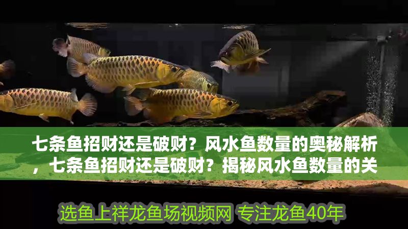 七條魚招財還是破財？風水魚數量的奧秘解析，七條魚招財還是破財？揭秘風水魚數量的關鍵講究