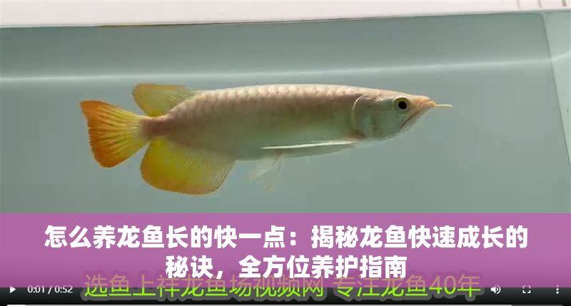 怎么養龍魚長的快一點：揭秘龍魚快速成長的秘訣，全方位養護指南
