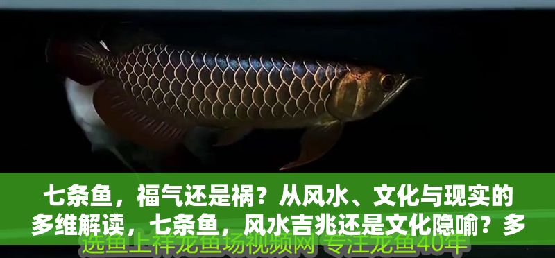 七條魚，福氣還是禍？從風(fēng)水、文化與現(xiàn)實(shí)的多維解讀，七條魚，風(fēng)水吉兆還是文化隱喻？多維解析背后的福禍之謎