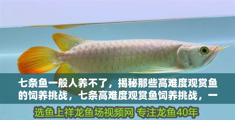 七條魚一般人養不了，揭秘那些高難度觀賞魚的飼養挑戰，七條高難度觀賞魚飼養挑戰，一般人難以駕馭的魚類揭秘