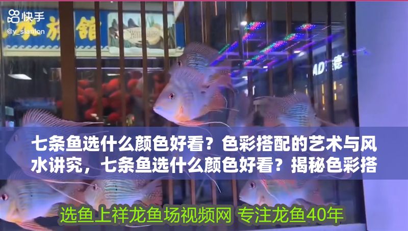 七條魚選什么顏色好看？色彩搭配的藝術(shù)與風(fēng)水講究，七條魚選什么顏色好看？揭秘色彩搭配與風(fēng)水講究