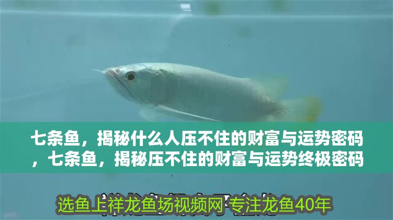 七條魚，揭秘什么人壓不住的財(cái)富與運(yùn)勢密碼，七條魚，揭秘壓不住的財(cái)富與運(yùn)勢終極密碼
