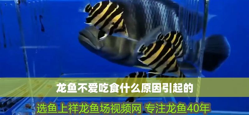龍魚不愛吃食什么原因引起的
