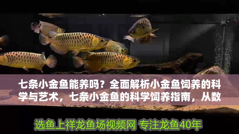七條小金魚能養嗎？全面解析小金魚飼養的科學與藝術，七條小金魚的科學飼養指南，從數量到藝術的全面解析