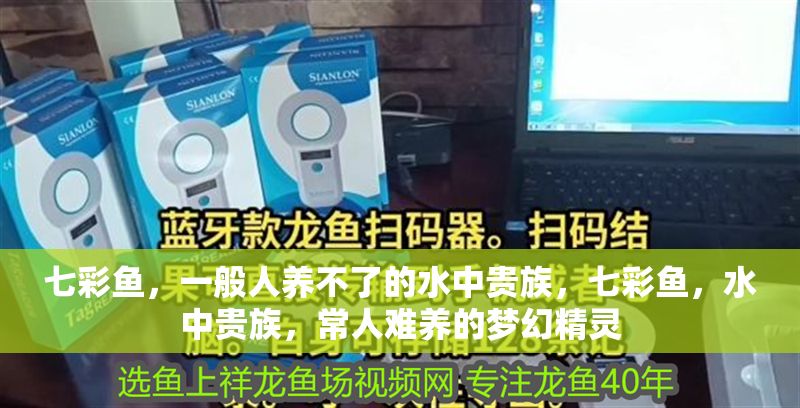七彩魚，一般人養不了的水中貴族，七彩魚，水中貴族，常人難養的夢幻精靈