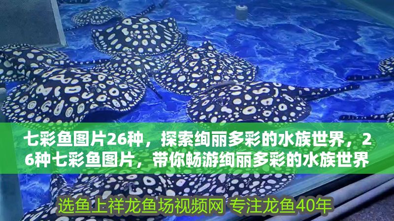 七彩魚圖片26種，探索絢麗多彩的水族世界，26種七彩魚圖片，帶你暢游絢麗多彩的水族世界