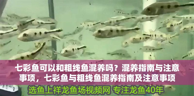 七彩魚可以和粗線魚混養(yǎng)嗎？混養(yǎng)指南與注意事項(xiàng)，七彩魚與粗線魚混養(yǎng)指南及注意事項(xiàng)