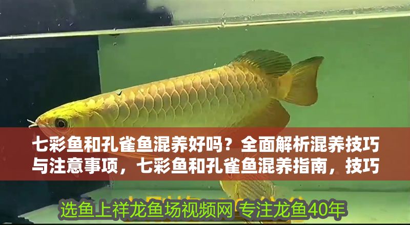 七彩魚和孔雀魚混養好嗎？全面解析混養技巧與注意事項，七彩魚和孔雀魚混養指南，技巧與注意事項全解析