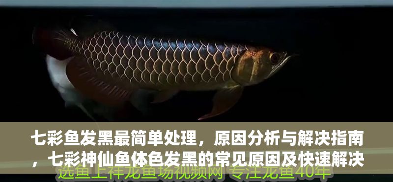 七彩魚發(fā)黑最簡單處理，原因分析與解決指南，七彩神仙魚體色發(fā)黑的常見原因及快速解決方法