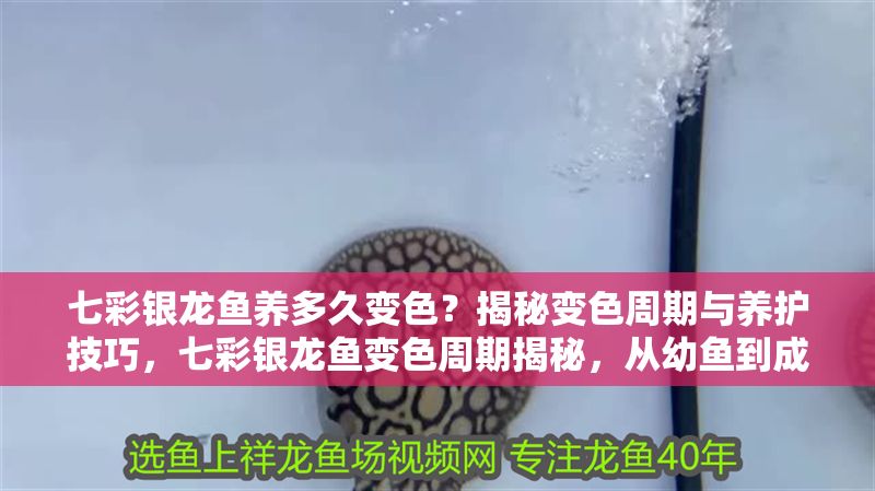 七彩銀龍魚養多久變色？揭秘變色周期與養護技巧，七彩銀龍魚變色周期揭秘，從幼魚到成魚的養護指南