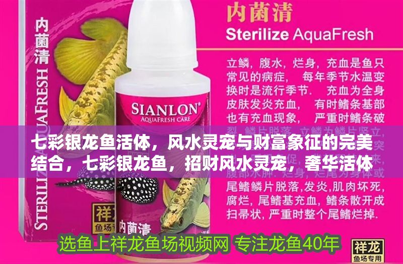 七彩銀龍魚活體，風水靈寵與財富象征的完美結合，七彩銀龍魚，招財風水靈寵，奢華活體財富象征 七彩銀龍魚活體，風水靈寵與財富象征的完美結合，七彩銀龍魚，招財風水靈寵，奢華活體財富象征 龍魚百科 第1張
