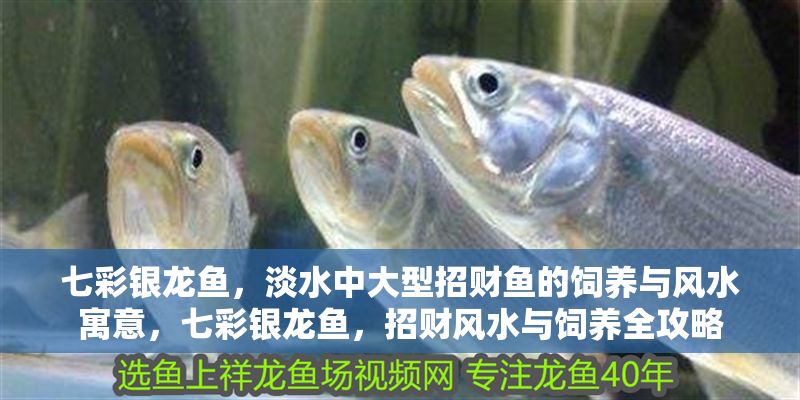 七彩銀龍魚，淡水中大型招財魚的飼養(yǎng)與風(fēng)水寓意，七彩銀龍魚，招財風(fēng)水與飼養(yǎng)全攻略