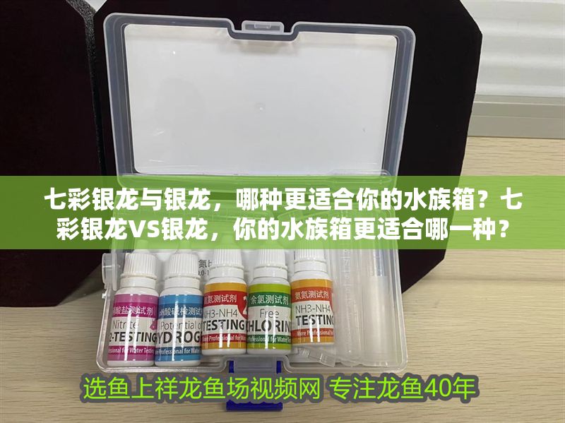 七彩銀龍與銀龍,哪種更適合你的水族箱?七彩銀龍VS銀龍,你的水族箱更適合哪一種? 龍魚百科 第1張 七彩銀龍與銀龍,哪種更適合你的水族箱?七彩銀龍VS銀龍,你的水族箱更適合哪一種? 七彩銀龍與銀龍,哪種更適合你的水族箱?七彩銀龍VS銀龍,你的水族箱更適合哪一種? 龍魚百科 第1張