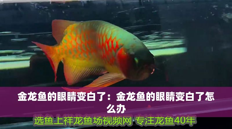 金龍魚的眼睛變白了：金龍魚的眼睛變白了怎么辦