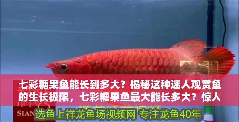 七彩糖果魚能長到多大？揭秘這種迷人觀賞魚的生長極限，七彩糖果魚最大能長多大？驚人尺寸揭秘！